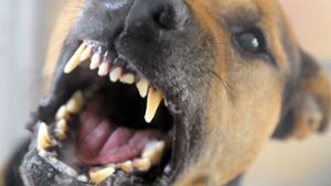 Hund beißt Spaziergänger in Lahr