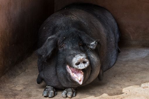 In Waldkirch ausgebüxt: ein schwarzes Hausschwein. (Symbolfoto) Foto: Pixabay