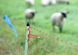 Ein Zaun mit elektrischer Spannung als Schutz für die Schafe gegen Wölfe. Foto: (dpa)