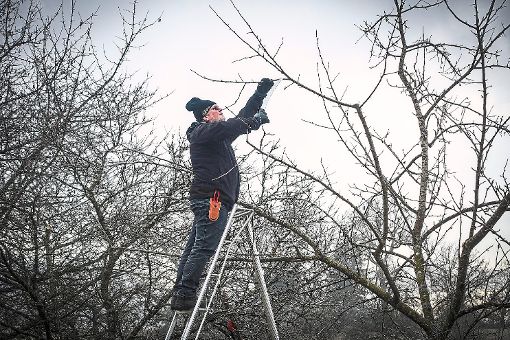 Ein Pflegeschnitt kann auch alte Bäume wieder beleben. Foto: Fritsch Foto: Schwarzwälder-Bote