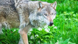 FVA bestätigt: Wolf hat Schafe gerissen