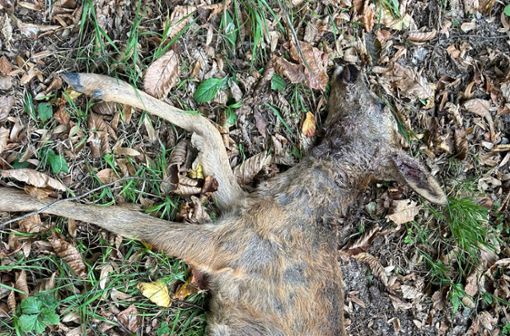 Das vierte getötete Reh in einer Woche  ist im Friesenheimer Wald am Mittwoch gefunden worden. Die Verwaltung vermutet als Ursache einen wildernden Hund. Foto: Gemeinde