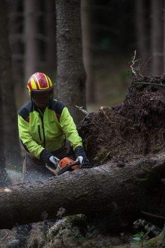 Im Dotternhausener Wald wird weniger Holz eingeschlagen.  Foto: Gabbert Foto: Schwarzwälder Bote