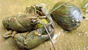 Natur in Donaueschingen: Wo es noch Flusskrebse und Großmuscheln gibt
