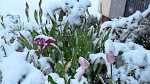 Die Tulpen waren schneebedeckt. Foto: Ziechaus