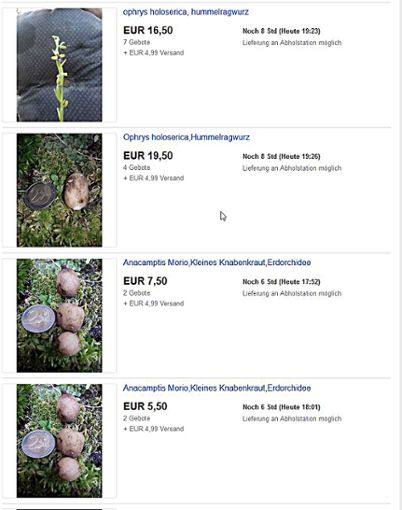 Auf  eBay sind Orchideen zu haben. Foto: Screenshot eBay