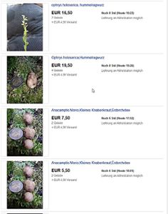 Auf  eBay sind Orchideen zu haben. Foto: Screenshot eBay