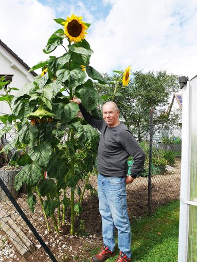 Uwe Weinhold mit seiner 2,80 Meter hohen Sonnenblumen. Foto: Kirschbaum Foto: Schwarzwälder Bote
