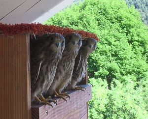 Die jungen Falken wachsen diesmal im Nistkasten auf. Foto: H. Heller