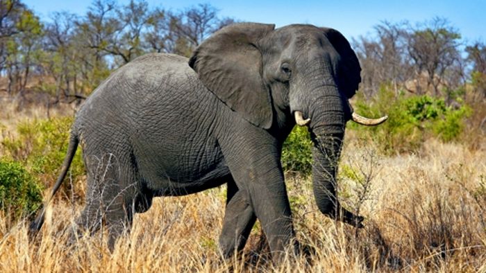 Thüringer Umweltbeamter erlegt Elefanten