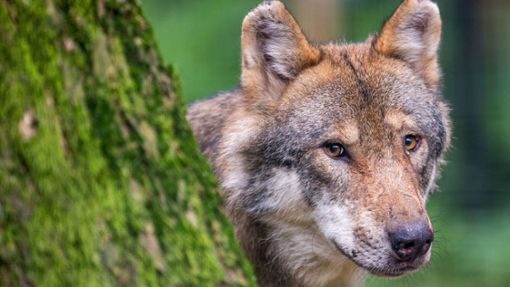 Der Wolf wird im Schwarzwald langsam wieder heimisch. Dieses Foto stammt aber aus einem Wildpark in Bayern. Foto: dpa/Lino Mirgeler