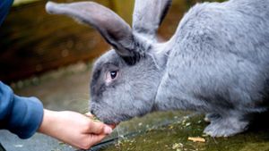 Unbekannter tötet Kaninchen  und hängt es an Gartenzaun