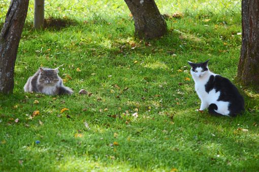 Um die Population von freilaufenden Katzen einzudämmen, will die Stadt Schramberg auf Drängen des Tierschutzvereins eine Verordnung erlassen, die Halter zur Kastration ihrer Katze verpflichtet. (Symbolfoto) Foto: Herzog