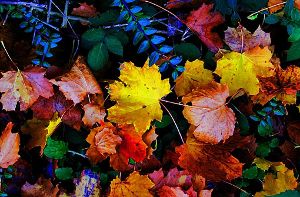 Bunte Blätter, viel Sonne und einigermaßen warm: So wünschen wir uns den Herbst. Foto: Leserfotograf aesthet