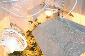 Symbolbild Cannabis-Plantage Foto: Polizei
