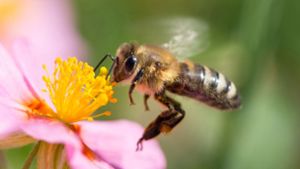 Nicht nur schön, sondern auch nützlich: Wildbienen – wie hier an einem rosafarbenen Sonnenröschen – übernehmen im Hausgarten auch die wichtige Aufgabe der Bestäubung. Foto: Matthias Balk/dpa