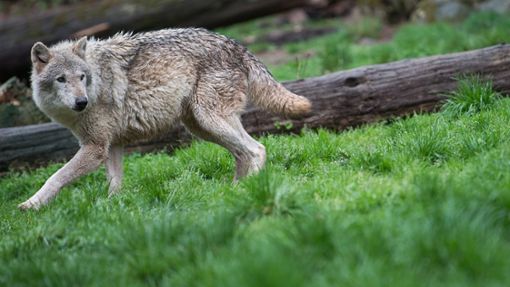 Ob es sich bei dem Tier tatsächlich um einen Wolf handelt, muss noch geklärt werden. (Symbolfoto). Foto: dpa