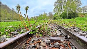 Irgendwie traurig: Im Nagolder Kleb erinnern die Schienen noch an die letzten Fahrten des Klebbähnle im Jahr 2022. Foto: Heiko Hofmann