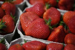 Frisch geerntete Erdbeeren liegen in einer Schale. Am Oberrhein hat die Erdbeerernte begonnen. Die Region dort ist das größte Erdbeeranbaugebiet in Baden-Württemberg. Foto: dpa