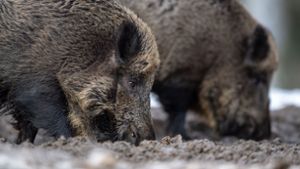 Wildschweine stören Karlsruher Stadtverkehr