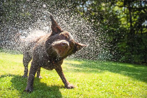 Schütteln bis das Wasser spritzt – die Kneippianer können gut nachvollziehen, wie gut das tut. Trotzdem ist das Baden an den Wassertretstellen für die Hunde verboten. (Symbolbild) Foto: © KopoPhoto – adobe.stock.com