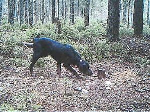 Die Wildkamera dokumentiert es: Dieser Hund streunt ohne Leine durch den Rötenbacher Wald und schnuppert an einer Stelle für die Wildfütterung. Foto: Jagdgesellschaft Foto: Schwarzwälder Bote