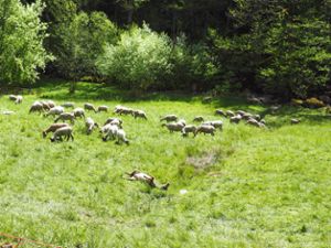 Das Tier riss in Bad Wildbad 43 Schafe.  Foto: Bernd Mutschler