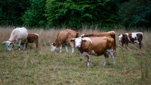 Rinder grasen auf einer Weide. Doch nicht überall geht es Tieren so gut. Im Kreis Tübingen musste eine Rinderherde ohne Futter große Qualen erleiden. (Symbolfoto) Foto: Christoph Schmidt/dpa
