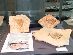 Die Fische von Bolca sind rund  50 Millionen Jahre alt, hervorragend erhalten und eng verwandt mit den Fischen heutiger tropischer Meere. Die Fossilien sind im Werkforum zu bewundern.   Fotos: Wannenmacher Foto: Schwarzwälder Bote