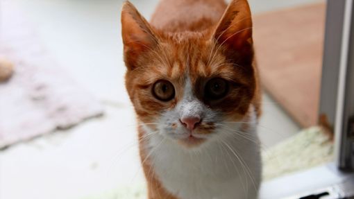 Fundkatzen und Streuner können durch das Erlassen der Katzenschutzverordnung einfacher kastriert werden. Foto: Jessica Müller
