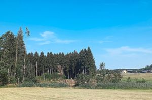 Beim Wäldchen Wuhr, eher als Schabelwäldchen in Bad Dürrheim bekannt, kamen auf der Ostseite mehrer Faktoren zusammen, die zu einem flächigen Absterben der Bäumen führte. In den vergangenen Tagen wurden die Dürrständer gefällt. Foto: Strohmeier