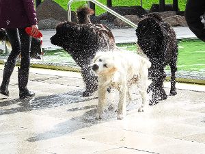 So mancher Hundehalter durfte am Wasser teilhaben, wenn die Vierbeiner schüttelten.  Foto: Stocker