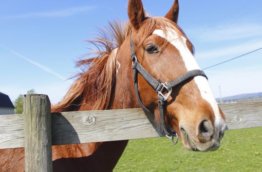 Ein Pferdeschänder hat einer Stute in Ettenheim schwere Verletzungen zugefügt. Foto: Modfos/ Shutterstock