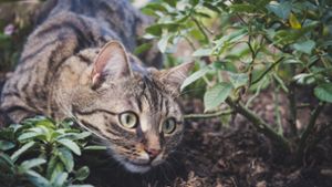 Katzen wurden in Rangendingen  vergiftet aufgefunden. Foto: Pixabay/miezekieze