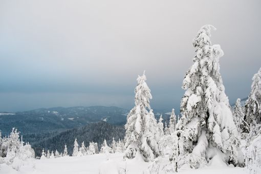 Nicht nur im Winter ist der Nationalpark Schwarzwald einen Ausflug wert. Nun hat die Parkverwaltung das Jahresprogramm 2019 vorgestellt.  Foto: Nationalpark/Arne Kolb