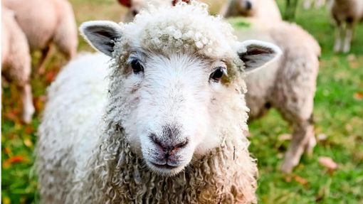 Ein Schaf wurde bei Schömberg gerissen. Doch es war weder Wolf noch Luchs. Foto: pixabay