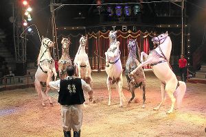 Der Zirkus Stars der Pferde kommt auf dem Wimberg. Foto: Stars der Pferde