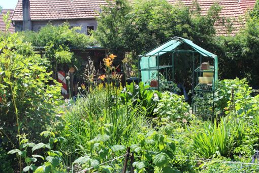 Ulrike Fritschle-Reiß lässt in ihrem Garten vieles einfach wild wachsen. Schön sieht es trotzdem aus.  Fotos: Frank Foto: Schwarzwälder Bote