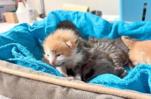 Alle zwei Stunden brauchen die mitunter kaum zwei Wochen alten Katzenbabys etwas zu trinken. Das bedeutet auch wenig Schlaf für das Personal im Tierheim Donaueschingen. Foto: Schaub