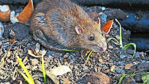 Köder zeigen: So viele Ratten sind unterwegs