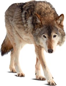 In Neuweiler wurde offenbar ein Wolf gesichtet. Foto: © JackF – stock.adobe.com