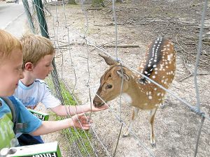 Die Wildtiere im Pforzheimer Tierpark dürfen auch gefüttert werden.  Foto: Didrich Foto: Schwarzwälder-Bote