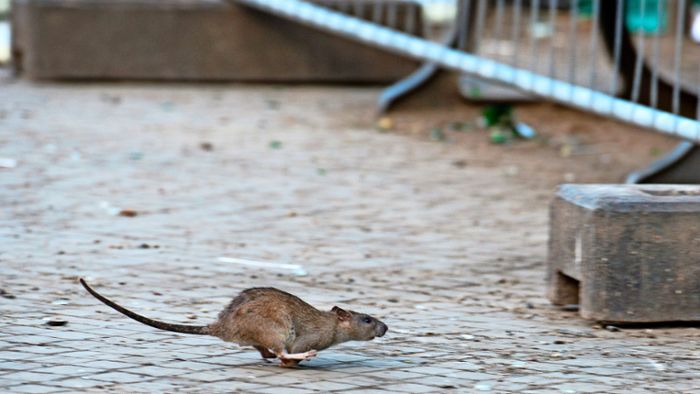 Rattenplage kommt bei Kanalsanierung   zum Vorschein