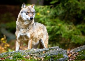Mittlerweile gibt es zwei verbriefte Wölfe im Land. Die Kritik an dem Tier wächst auch im Kinzigtal. (Symbolfoto) Foto: dpa