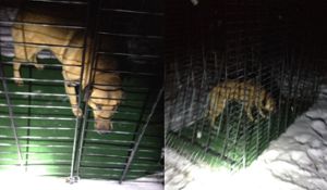 Die Aufnahmen der Wildtierkamera zeigen: Kimba ist in die Lebendfalle gegangen. Foto: Privat
