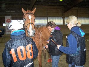 Immer wieder werden die Pferde von einem Tierarzt im so genannten Vet-Gate genau untersucht.  Foto: Rapthel-Kieser Foto: Schwarzwälder-Bote