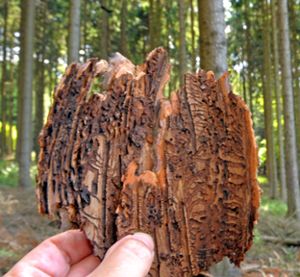 So sieht es aus, wenn Holz vom Borkenkäfer befallen ist. Auch in Grosselfingen war der Schädling aktiv (Symbolfoto).  Foto: Hiekel Foto: Schwarzwälder Bote