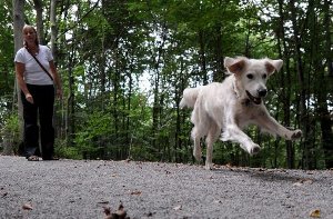 Unbekannte Hundehasser haben in Vaihingen an der Enz Giftköder ausgelegt. Am Montag starb ein zweijähriger Mischling. (Symbolbild) Foto: dpa