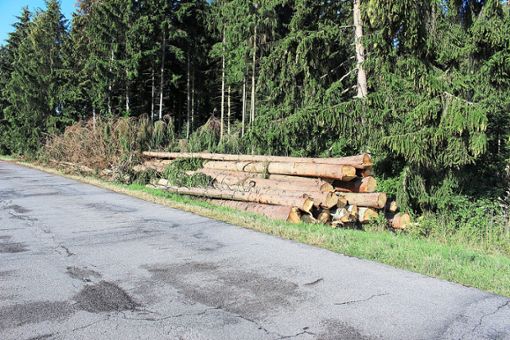 In dem Waldstück direkt bei der Realschule wurden in den vergangenen Wochen mehrere einzelne Bäume abgeholzt, sie waren massiv vom Borkenkäfer befallen. Foto: Strohmeier