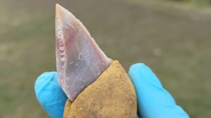 Tübinger Forscher entdecken ältesten Kleber Europas